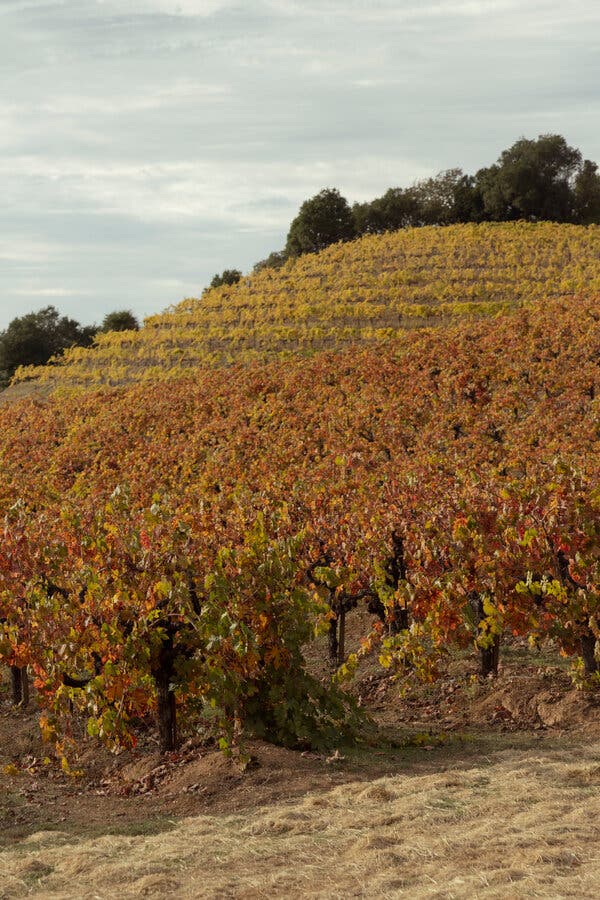 A hillside of yellow and brown grapevines with a clump of trees at the top.